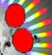 Morphogenesis