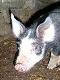 Meerschweinchen