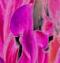 Millefleurs