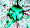 Clture