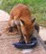 Foxer