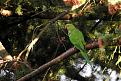 Klicke auf die Grafik fr eine vergrerte Ansicht

Name: Just a little parrot.jpg
Ansichten: 44
Gre: 73,2 KB
ID: 84927